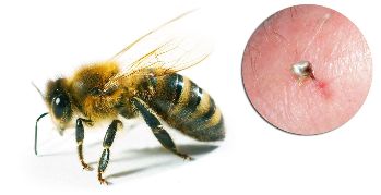 В состав Hondrostrong входит пчелиный яд, который улучшает обменные процессы в тканях